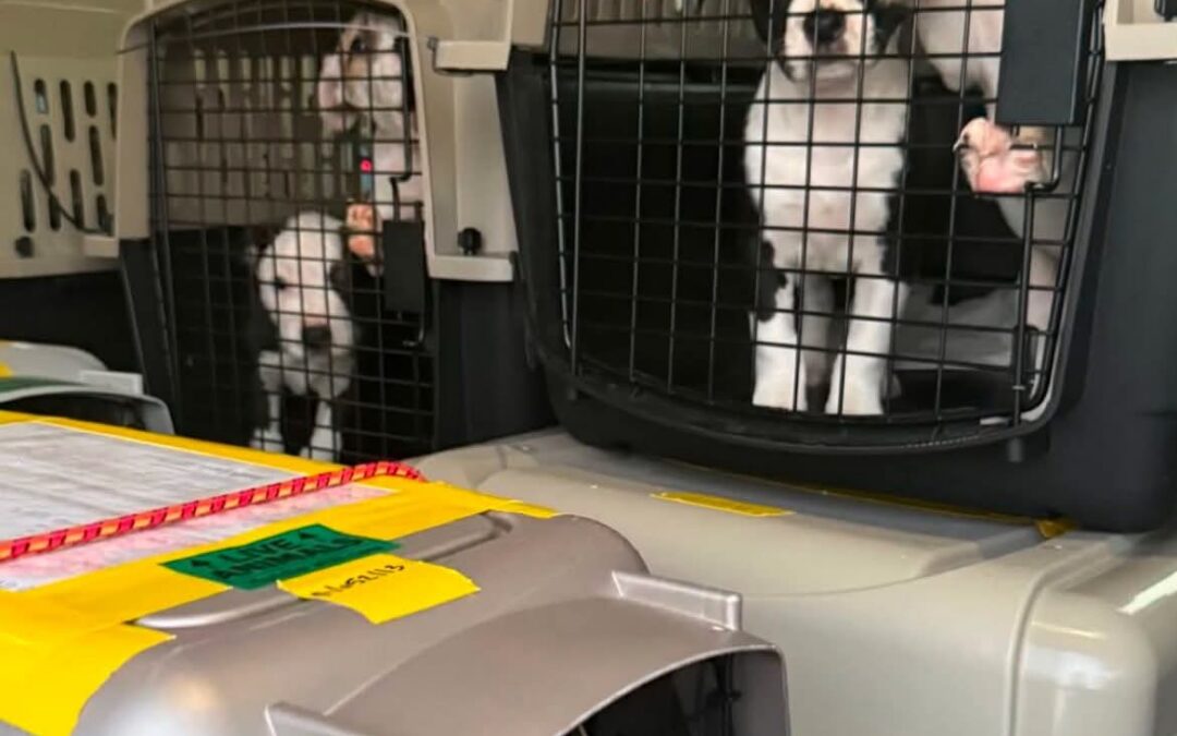 Houston budget needs more BARC funding to protect humans and dogs
