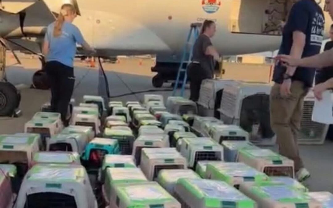 Dogs were airlifted ahead of the World Cup. Houston’s stray crisis is that bad.