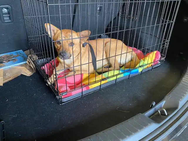 109780328 3728131103868427 7003633042818247191 n