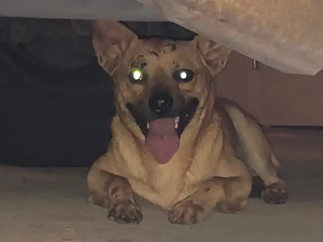 110317104 3728131433868394 5674043238020896207 n