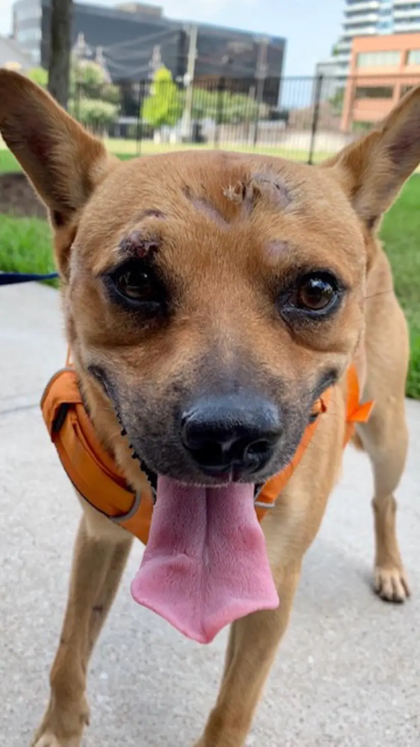 115865924 3728163273865210 4421922594204021746 o