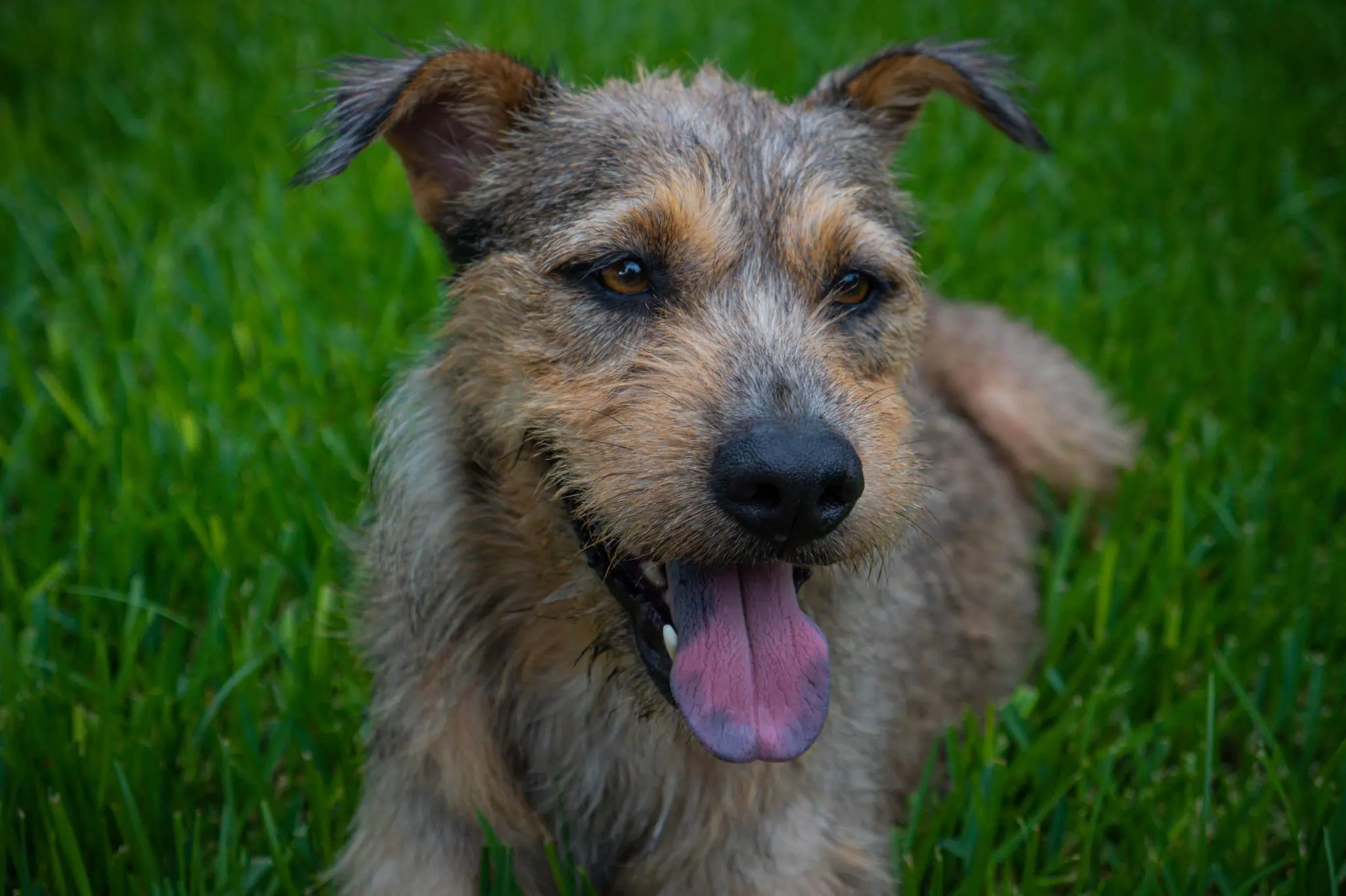 116603405 981478012283094 4316180903989839547 n