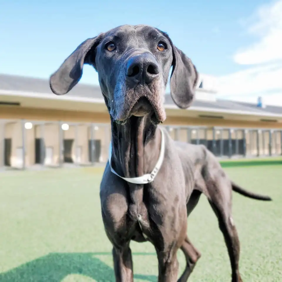 130556117 10159217692774060 6544842154472218646 n