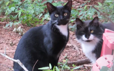 Meet Houston Petset Grantee Partner: Cape Kitty Rescue