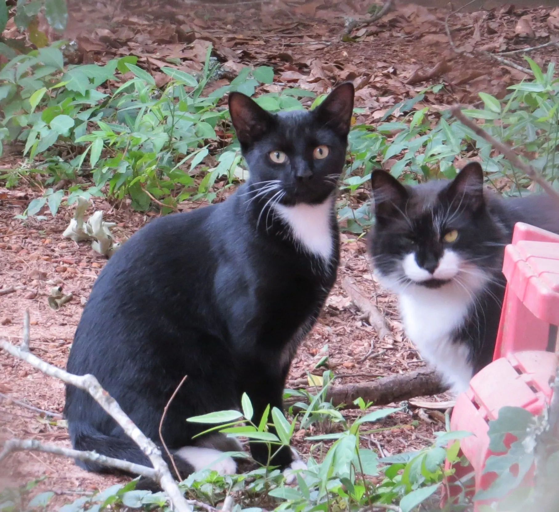 176375493 3789955297782561 8564675340058024521 n