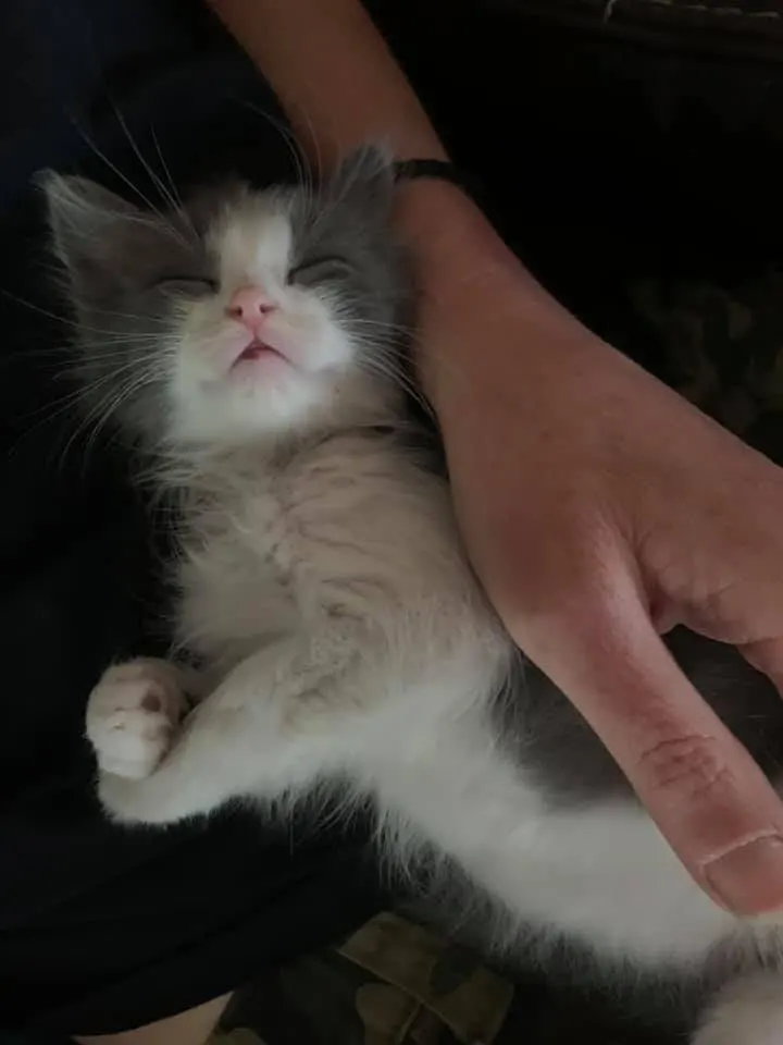 186519043 3857030021075088 1583333928933440606 n