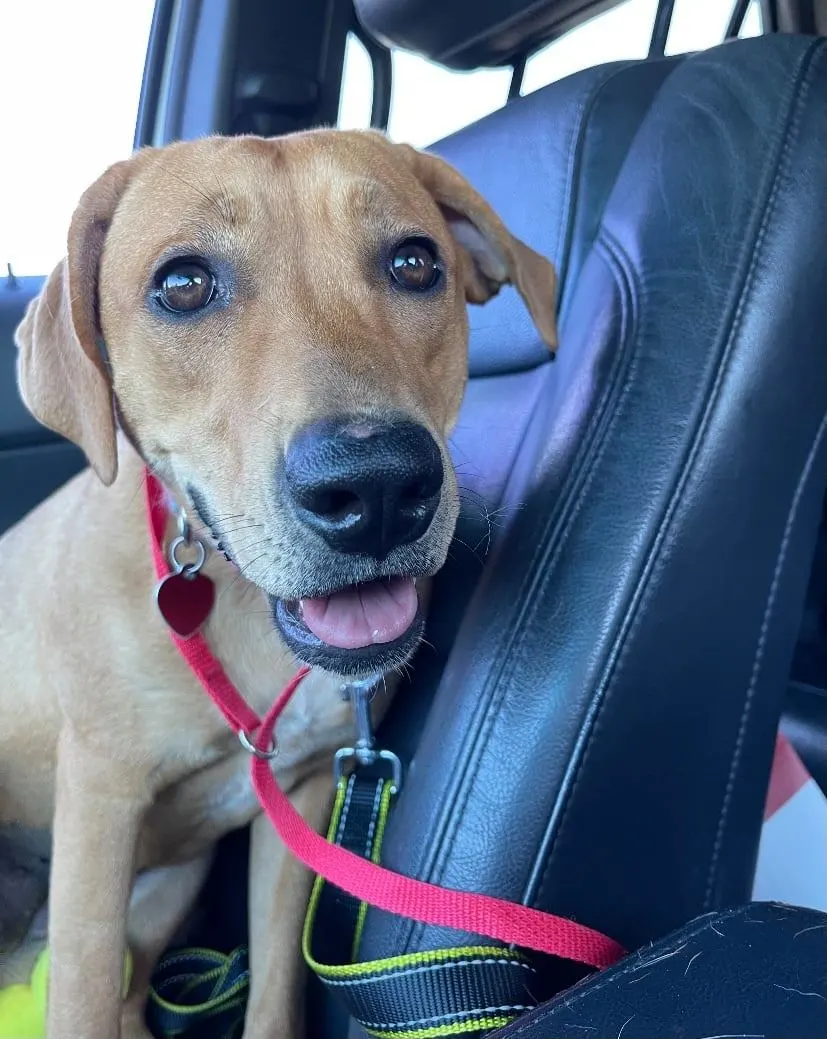 197626856 1005328390001699 5804110535953741810 n