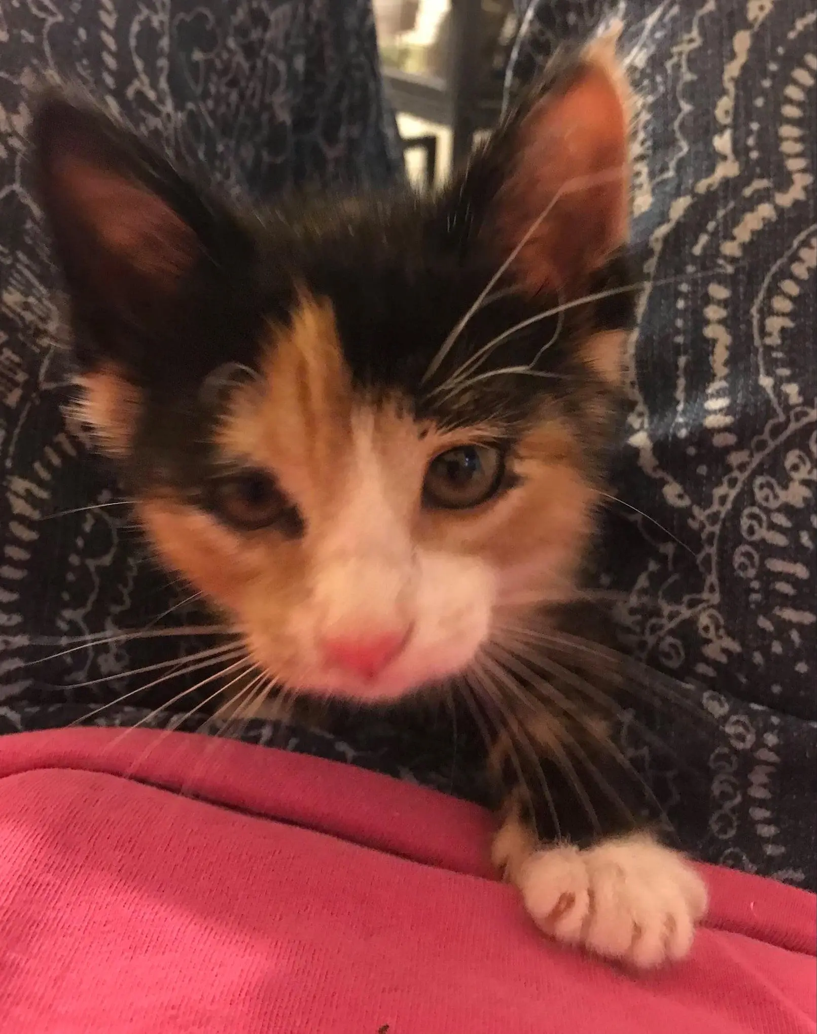 198094873 3928114180633338 3339600495145556161 n