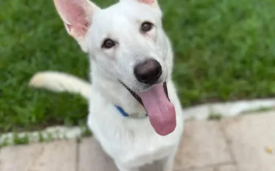 Meet Houston Petset Grantee Partner: Cypress Lucky Mutt