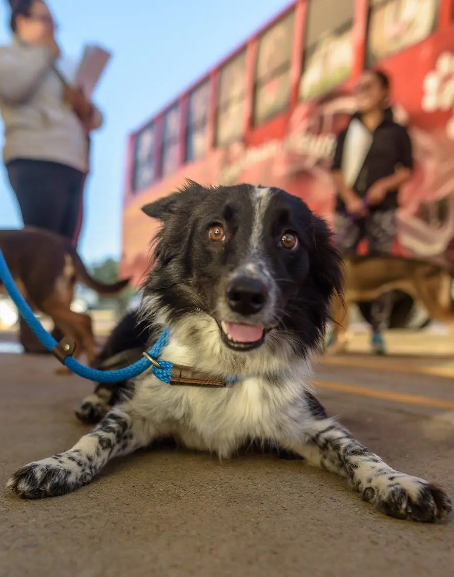 23116938 1958536177494604 3318680473639805968 o