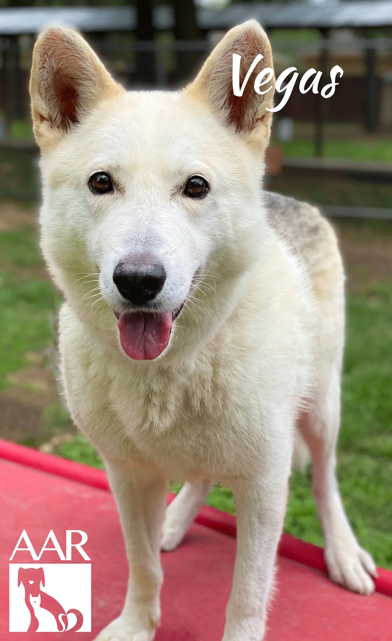 234201017 4784354511594529 2629960948092641209 n