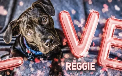 Meet Houston Petset Grantee Partner: Lone Star Animal Welfare League