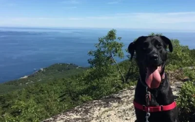 Meet Houston Petset Grantee Partner: Freedom Street Rescue