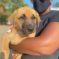 8.5.20 Transport Pic