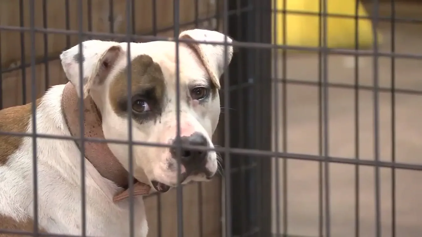 AstrosPlayer DogFace