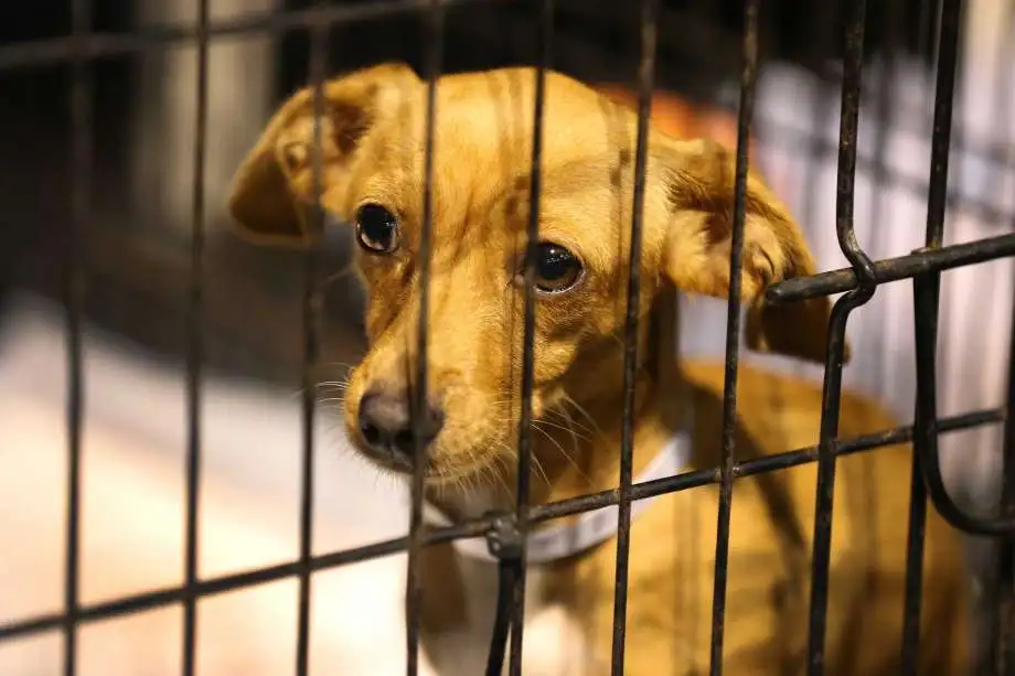 AstrosPlayer DogFace2