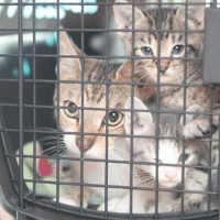 Cats in Carrier 200x200 1