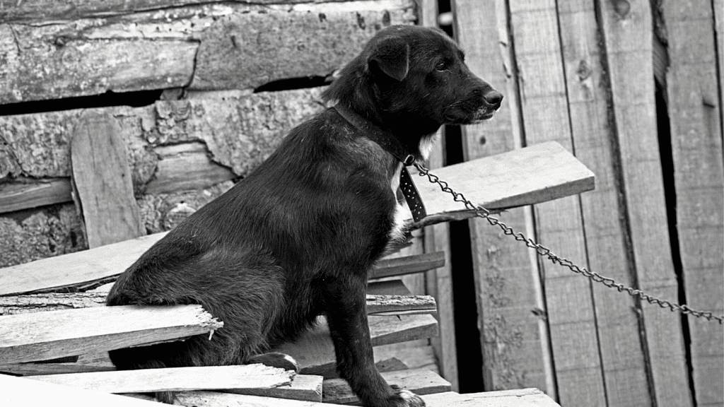 Chained Dog TW 1024x576