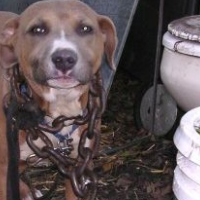Chained dog