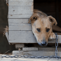 Chained dog for website