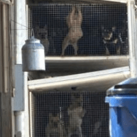 Chron puppy mill article