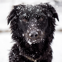 Dog in snow