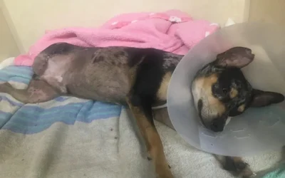 Houston Petset’s Culture Of ‘yes’ Saves Mateo The Dog