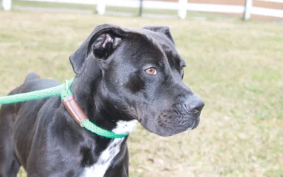 Meet Adoptable Dog, Stan!