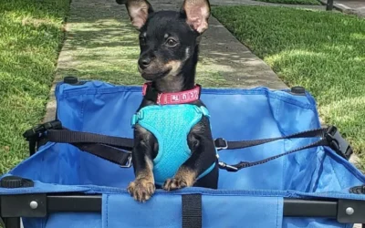 Meet Houston Petset Grantee Partner: Special Pals