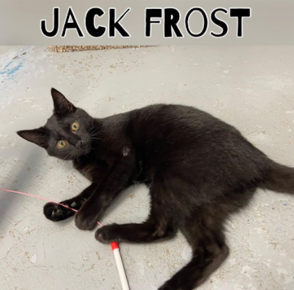 JackFrost