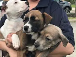 Montgomery County Transport