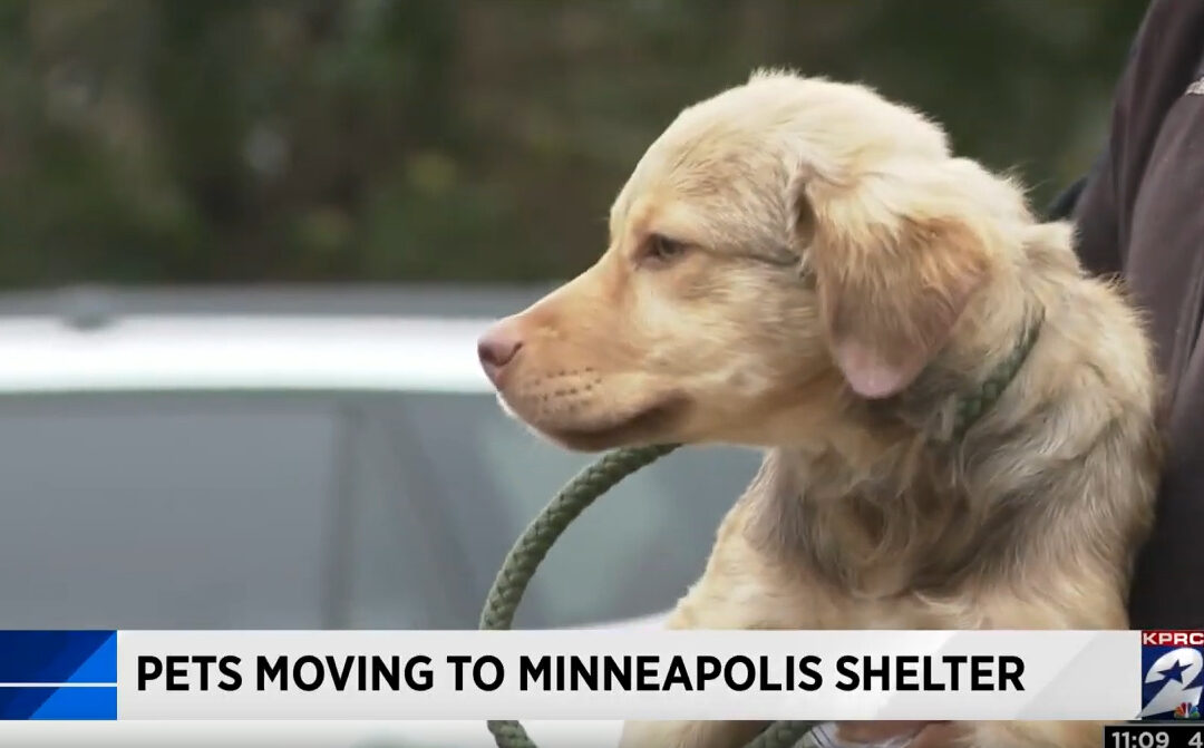 Pets Moving to Minneapolis (1)
