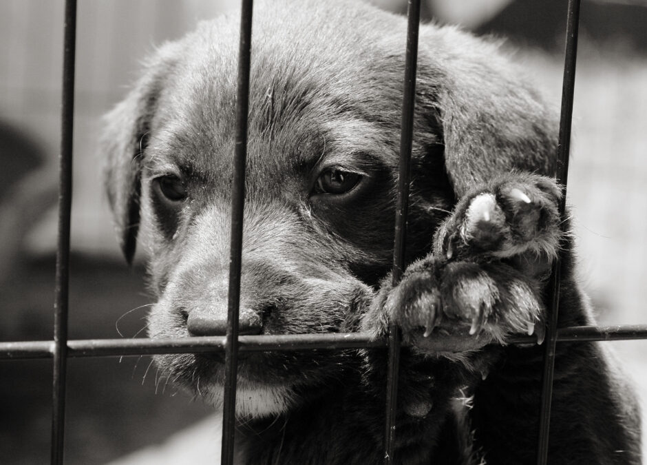 Puppy Mill FB (1)