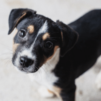 Puppy for spay neuter