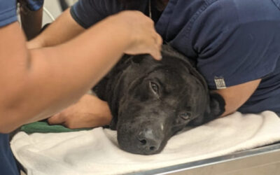 After So Much Pain, A Better Future For Max