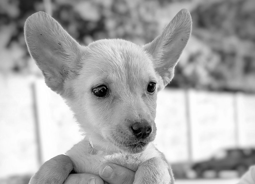 advocacy page img img