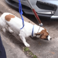 chron dv for website