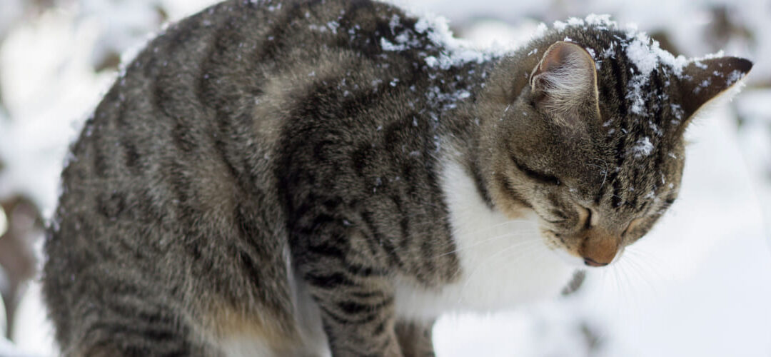 Keep Pets Safe In The Cold Weather