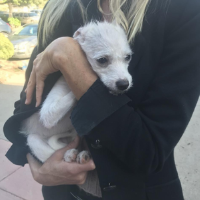 dog at transport for website