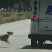dog attack usps