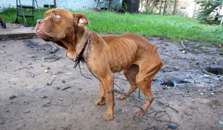 safe outdoor dogs and embedded collars
